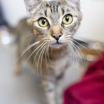 Nahaufnahme einer getigerten Katze, die auf die neugierig auf die Kamera zuläuft