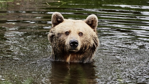 Braunbär Mascha schwimmt im Teich und schaut in die Kamera. 