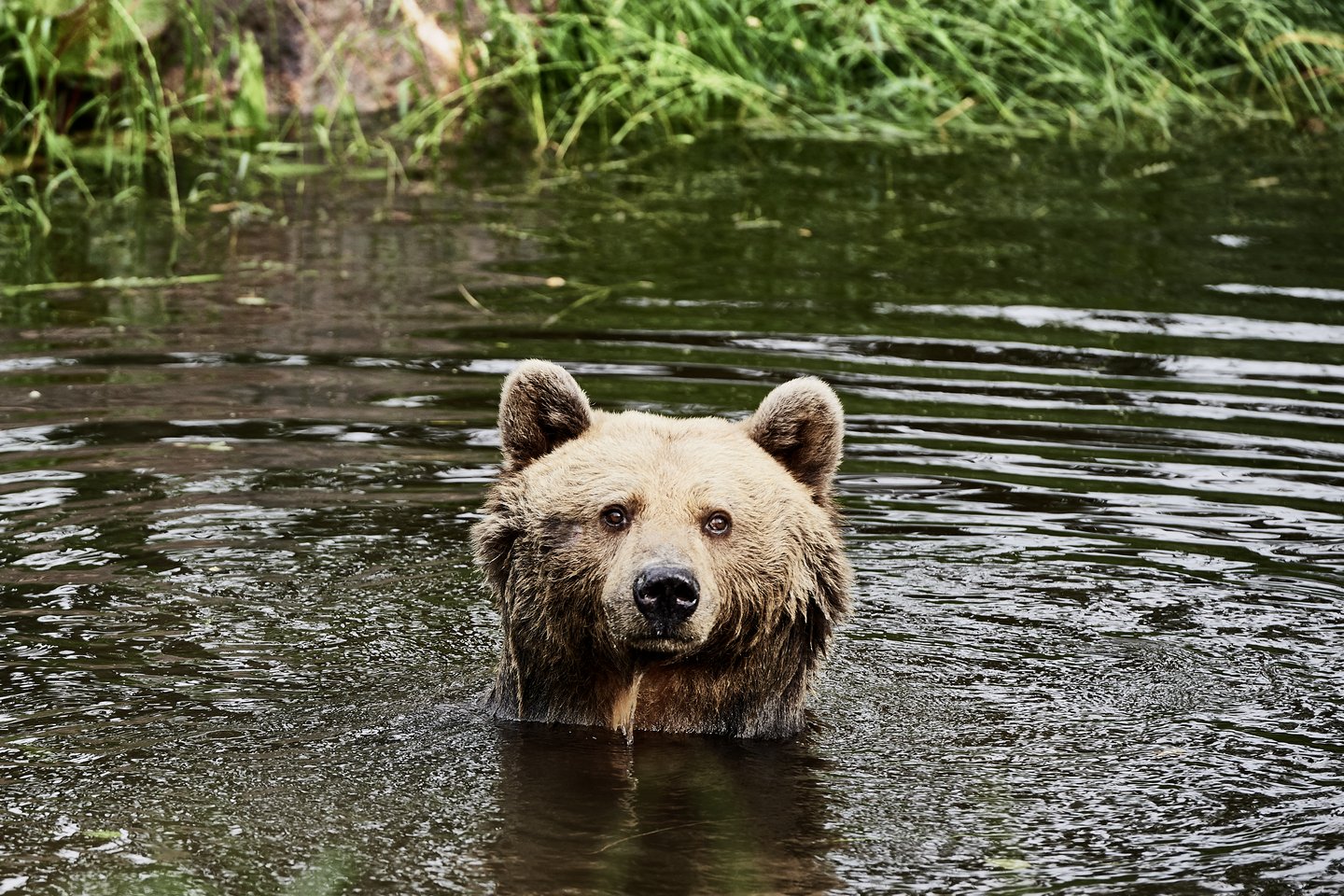 Braunbär Mascha schwimmt im Teich und schaut in die Kamera. 