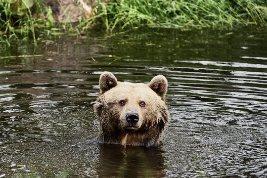Braunbär Mascha schwimmt im Teich und schaut in die Kamera. 