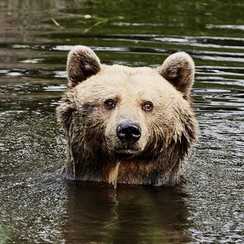 Braunbär Mascha schwimmt im Teich und schaut in die Kamera. 
