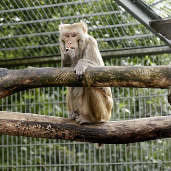 Rhesusaffe Tommy, Patentier in unserem Tierschutzzentrum Weidefeld, klettert über Äste