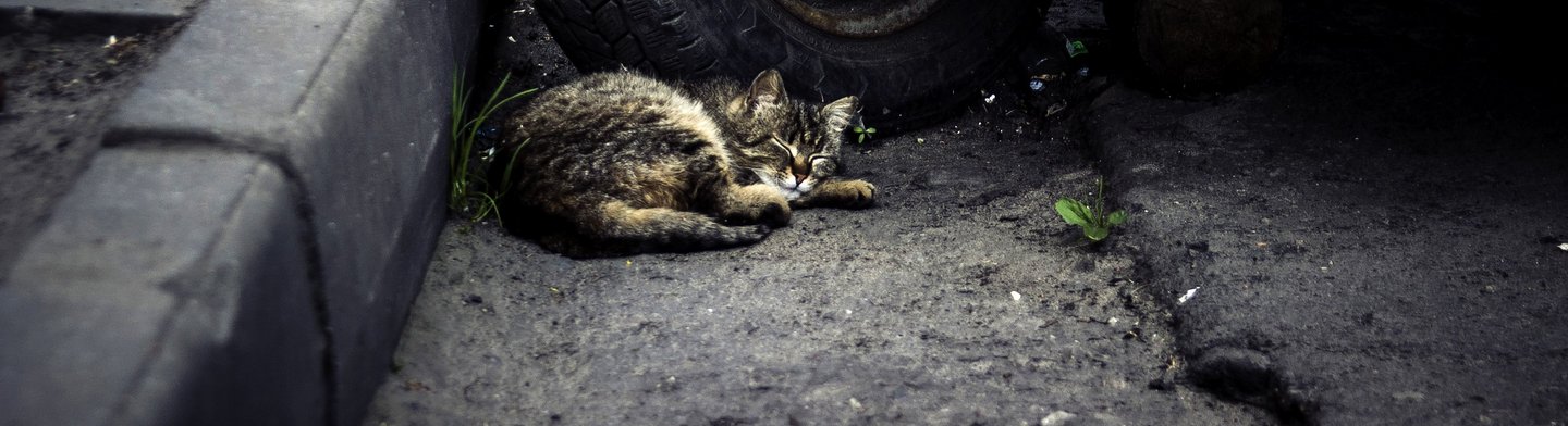 Kampagnenmotiv_Strassenkatze_Autoreifen_liegend_c_iStock-Aferist Eine Straßenkatze liegt neben Autoreifen auf der Straße