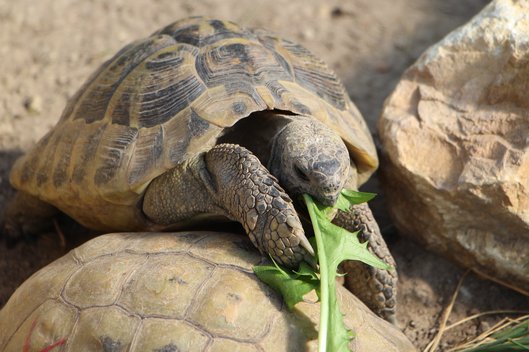 Eine Griechische Landschildkröte frisst Löwenzahn