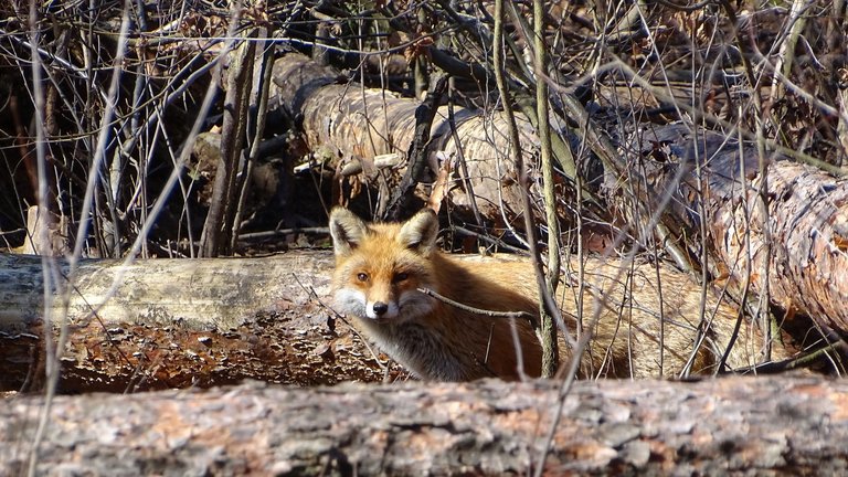 Fuchs im Wald zwischen Baumstämmen