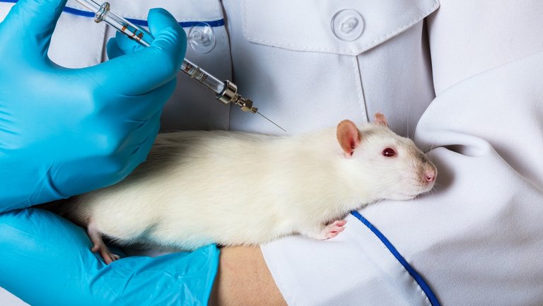 Ein Mensch hält eine weiße Ratte auf dem Arm und richtet eine Spritze auf das Tier.