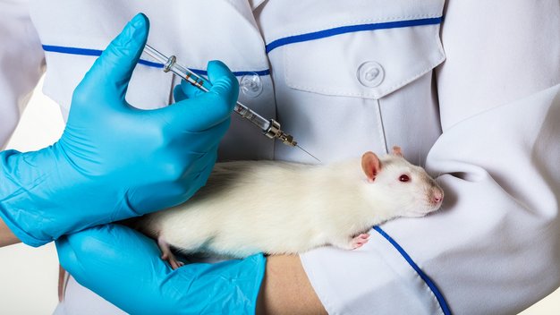 Ein Mensch hält eine weiße Ratte auf dem Arm und richtet eine Spritze auf das Tier.