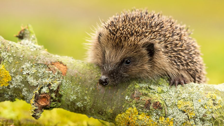 Igel auf Ast sitzend. Herbstlich.