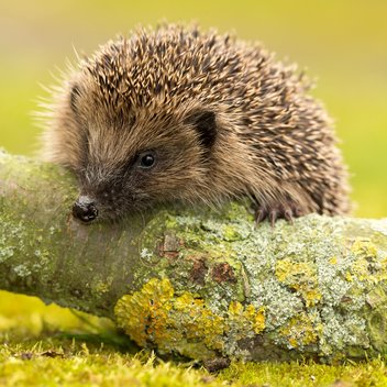 Igel auf Ast sitzend. Herbstlich.