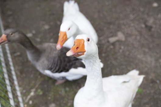 Drei Gänse in einem Außengehege, eine von ihnen blickt hoch in die Kamera