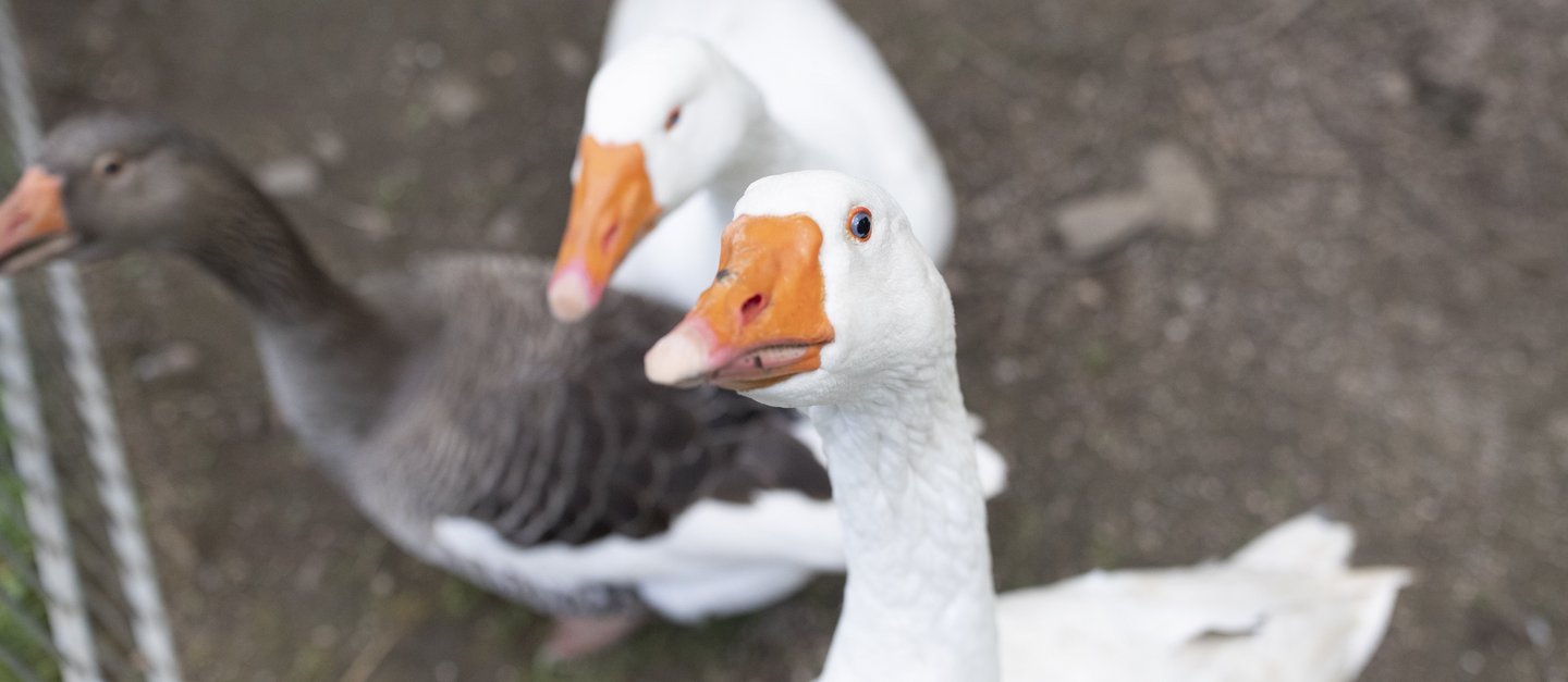 Drei Gänse in einem Außengehege, eine von ihnen blickt hoch in die Kamera