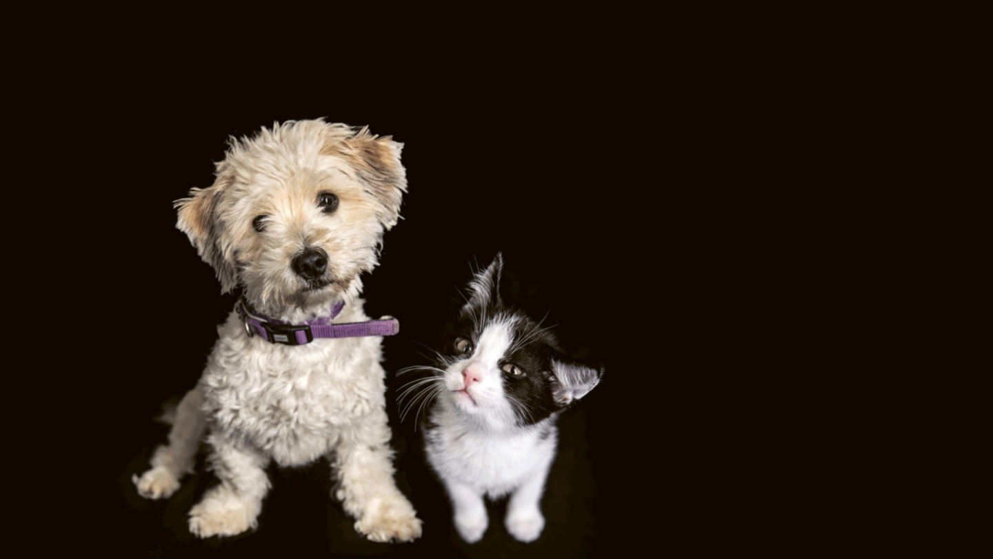 Kampagnenmotiv, auf dem ein Hund und eine Katze nebeneinandersitzend und vor schwarzem Hintergrund den Kopf schieflegen