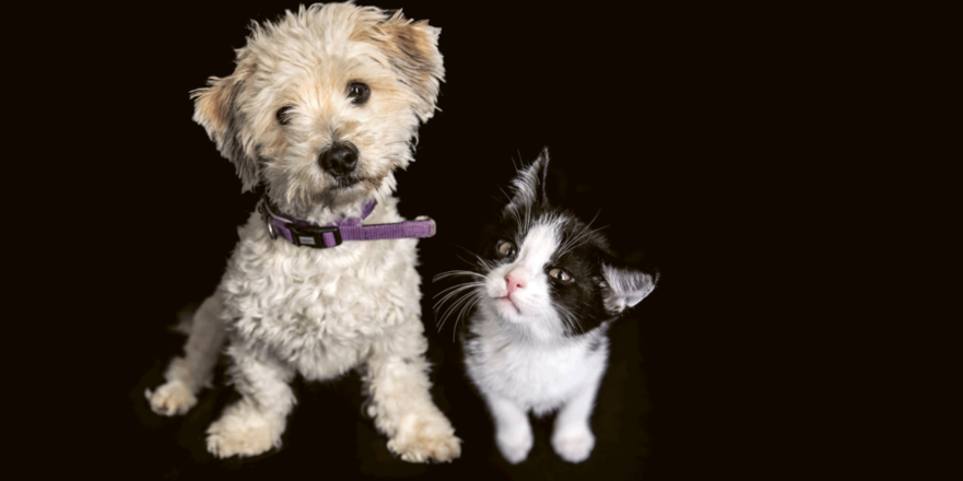 Kampagnenmotiv, auf dem ein Hund und eine Katze nebeneinandersitzend und vor schwarzem Hintergrund den Kopf schieflegen