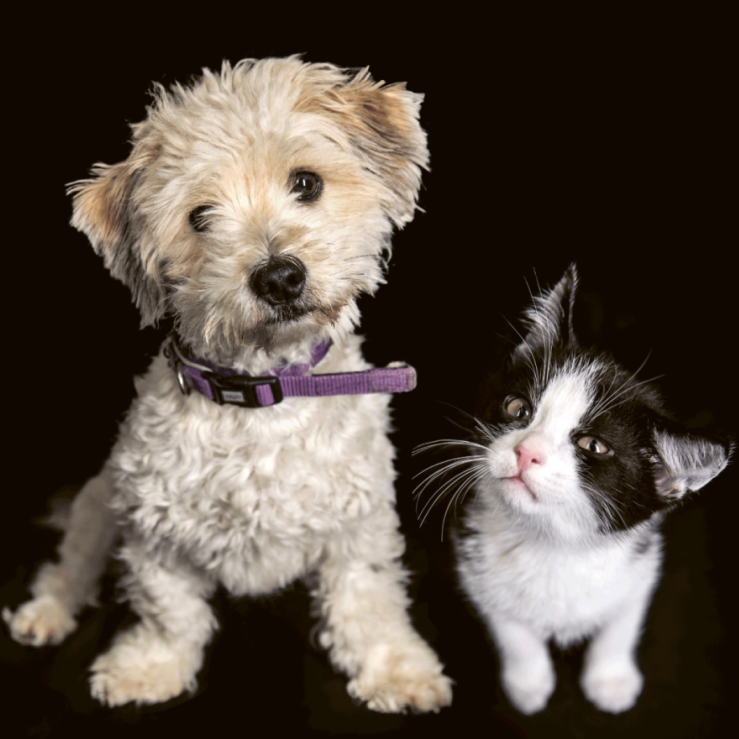 Kampagnenmotiv, auf dem ein Hund und eine Katze nebeneinandersitzend und vor schwarzem Hintergrund den Kopf schieflegen