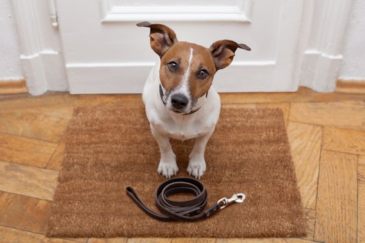 Ein Hund sitzt vor seiner Leine auf einer Fußmatte im Hausflur 