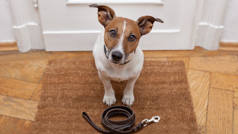 Ein Hund sitzt vor seiner Leine auf einer Fußmatte im Hausflur 