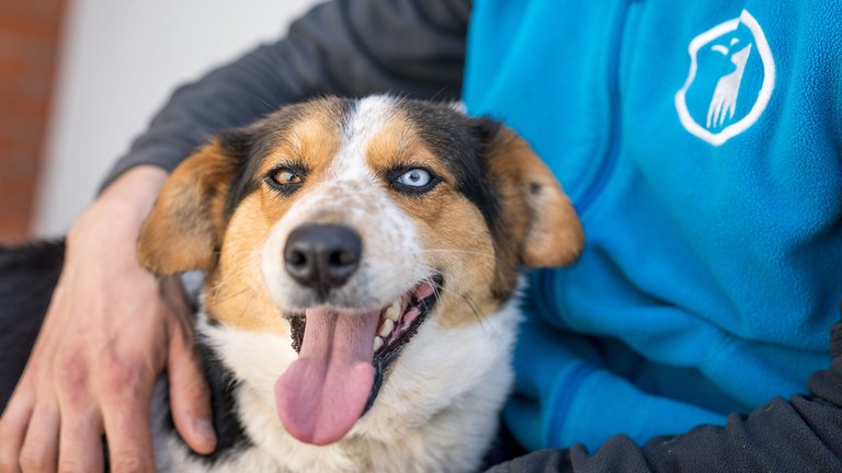 Hund aus Odessa in der Ukraine mit Tierpfleger aus dem Tierschutzzentrum Weidefeld