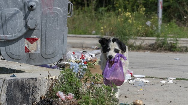 Straßenhund schleppt eine Mülltüte im Maul
