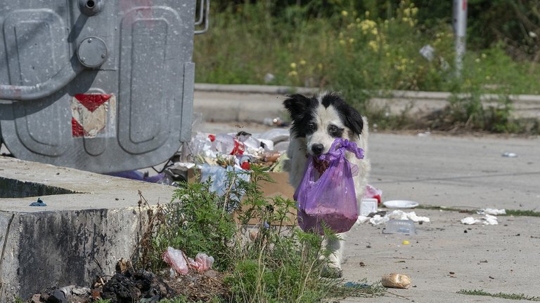 Straßenhund schleppt eine Mülltüte im Maul