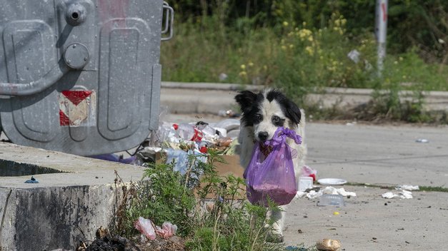 Straßenhund schleppt eine Mülltüte im Maul