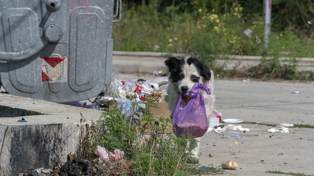 Straßenhund schleppt eine Mülltüte im Maul