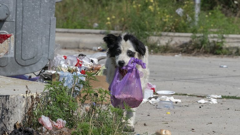 Straßenhund schleppt eine Mülltüte im Maul