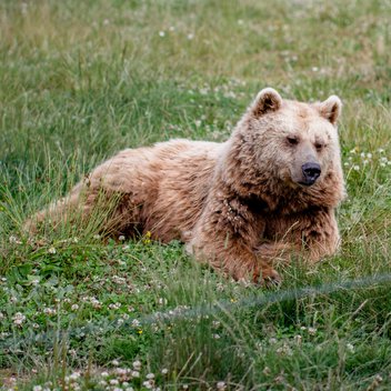 Braunbär Ronja liegt auf einer Wiese.