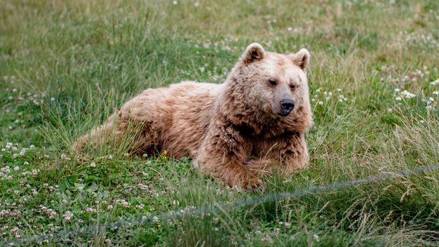 Braunbär Ronja liegt auf einer Wiese.