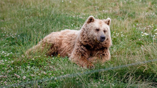 Braunbär Ronja liegt auf einer Wiese.