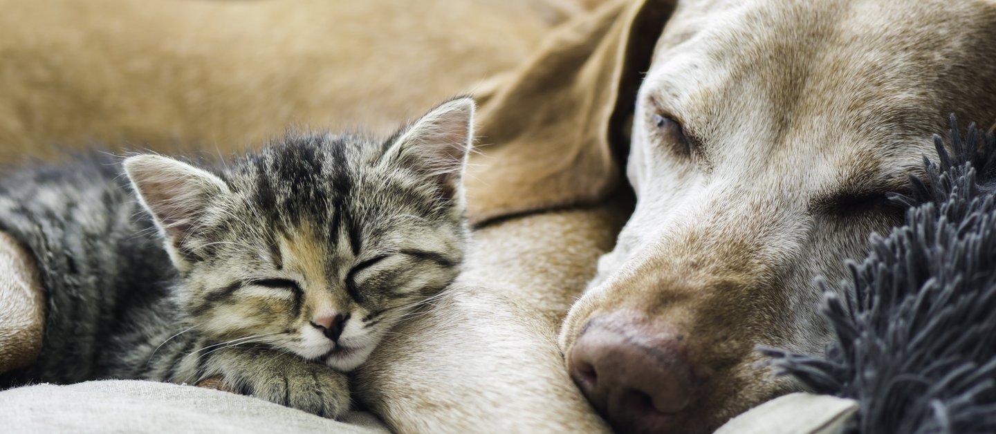 Hund und getigertes Kätzchen kuschelnd