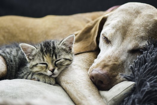 Hund und getigertes Kätzchen kuschelnd