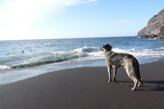Ein Hund steht am Steinstrand und blickt raus aufs Meer