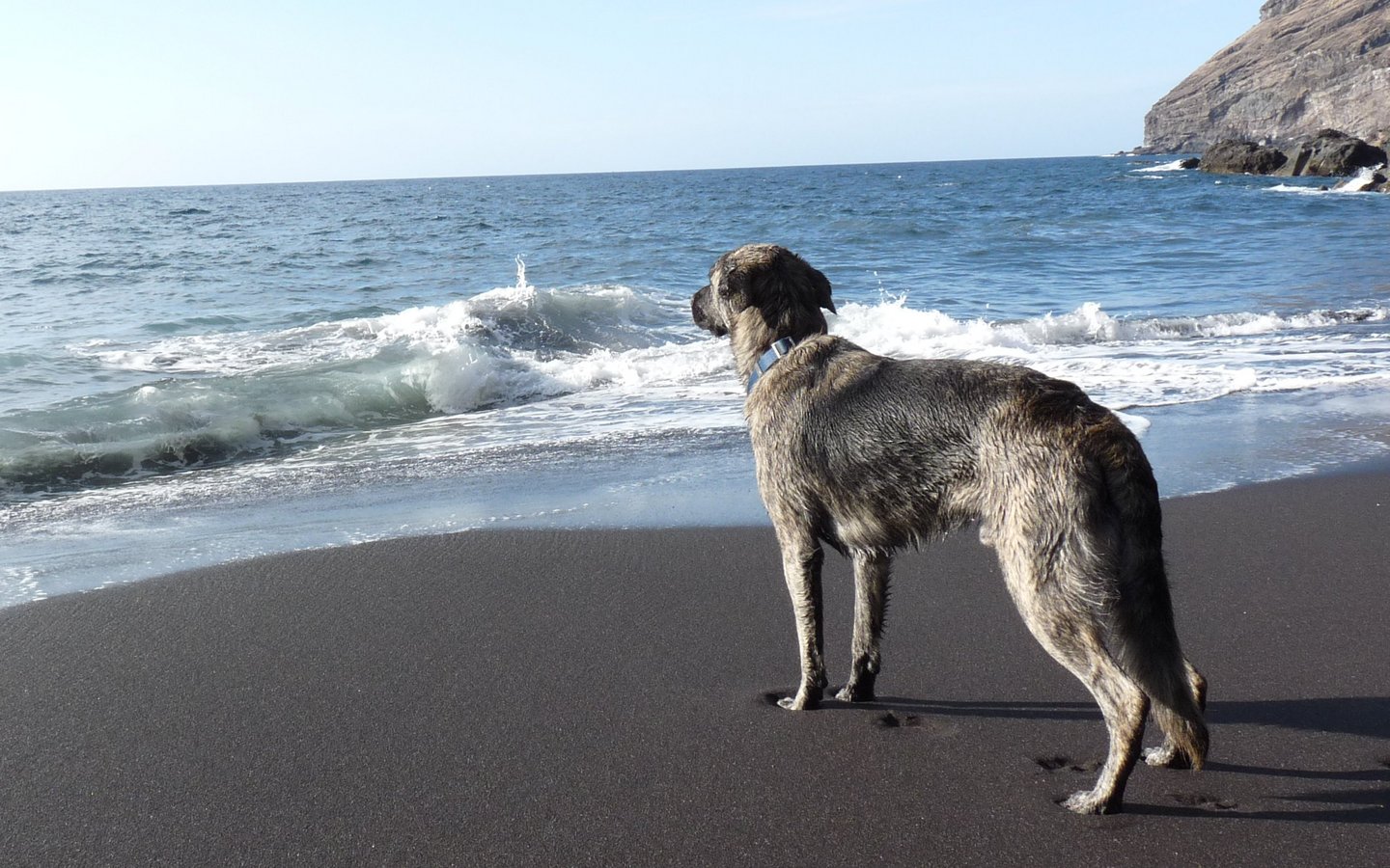 Ein Hund steht am Steinstrand und blickt raus aufs Meer