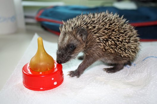 Igeljunges sitzt neben dem Sauger einer Trinkflasche