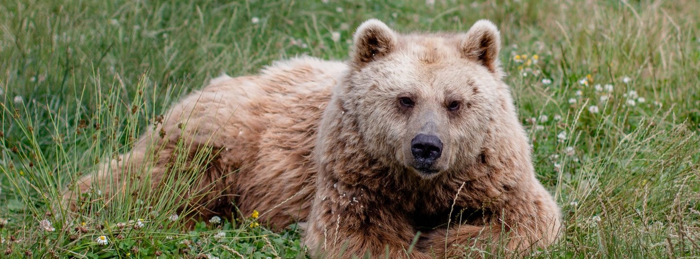 Braunbärin Ronja liegt auf der Wiese