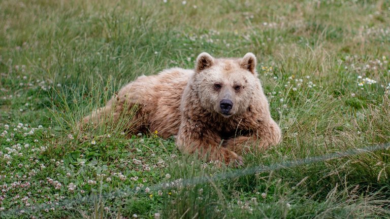 Braunbärin Ronja liegt auf der Wiese