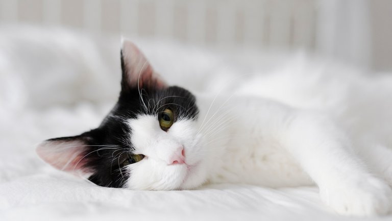 schwarz-weiße Katze liegt entspannt auf weißem Sofa