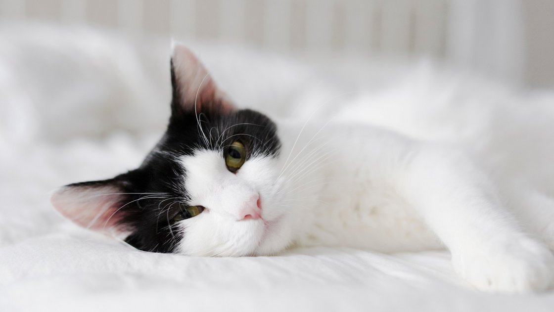 schwarz-weiße Katze liegt entspannt auf weißem Sofa