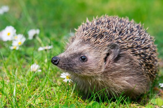 Ein Braunbrustigel auf einer blühenden Gartenwiese
