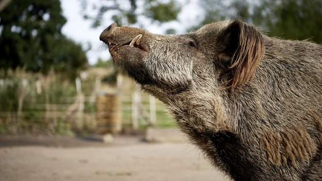 Wildschwein Simbo hält Rüssel in die Luft
