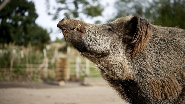 Wildschwein Simbo hält Rüssel in die Luft