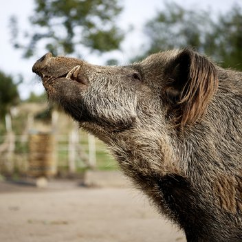 Wildschwein Simbo hält Rüssel in die Luft