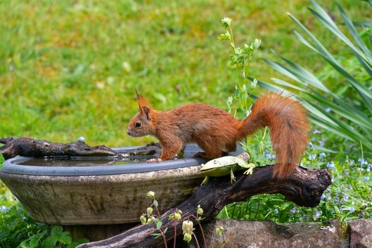 Ein Eichhörnchen sitzt in einem Garten vor einer Wasserschale.