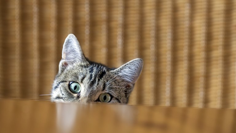 Katze schaut neugierig über die Tischkante