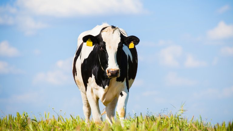 Eine Milchkuh auf einer Wiese unter blauem Himmel