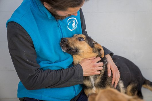 Hund aus dem Tierschutzzentrum Odessa schmiegt sich an Tierpfleger des Tierschutzzentrums Weidefeld und schaut ihn dankbar an.