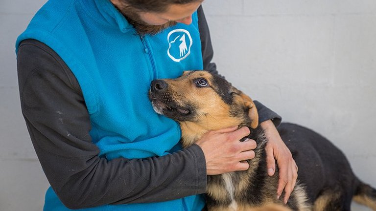 Hund aus dem Tierschutzzentrum Odessa schmiegt sich an Tierpfleger des Tierschutzzentrums Weidefeld und schaut ihn dankbar an.