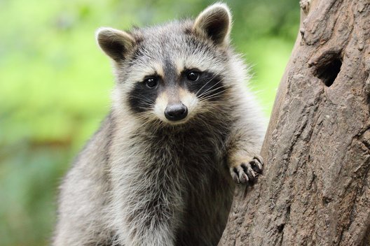 Kleiner Waschbär an Baum