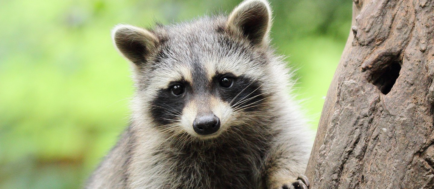 Kleiner Waschbär an Baum