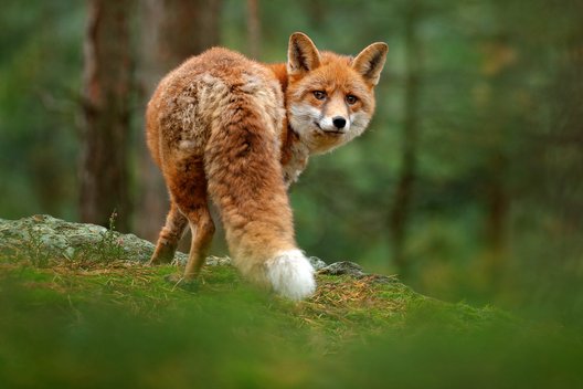 Fuchs im Wald von hinten, der sich umdreht und direkt in die Kamera schaut